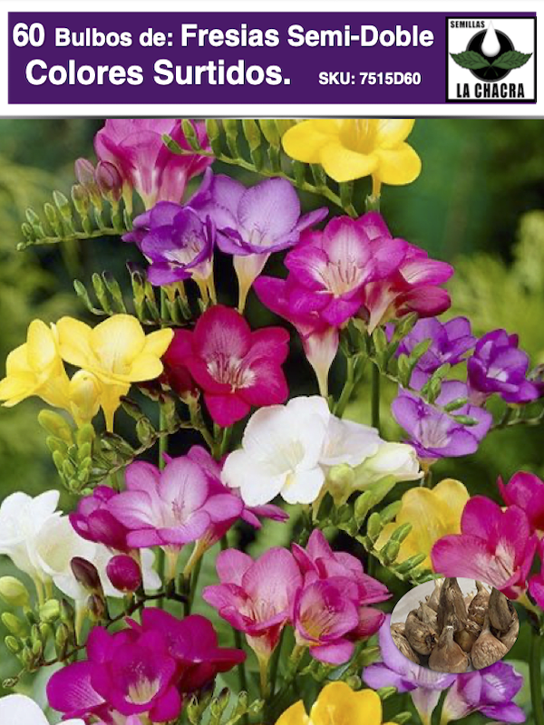 5 Docenas Bulbos de Fresias Semi-Dobles. Colores Variados Size: 4/51