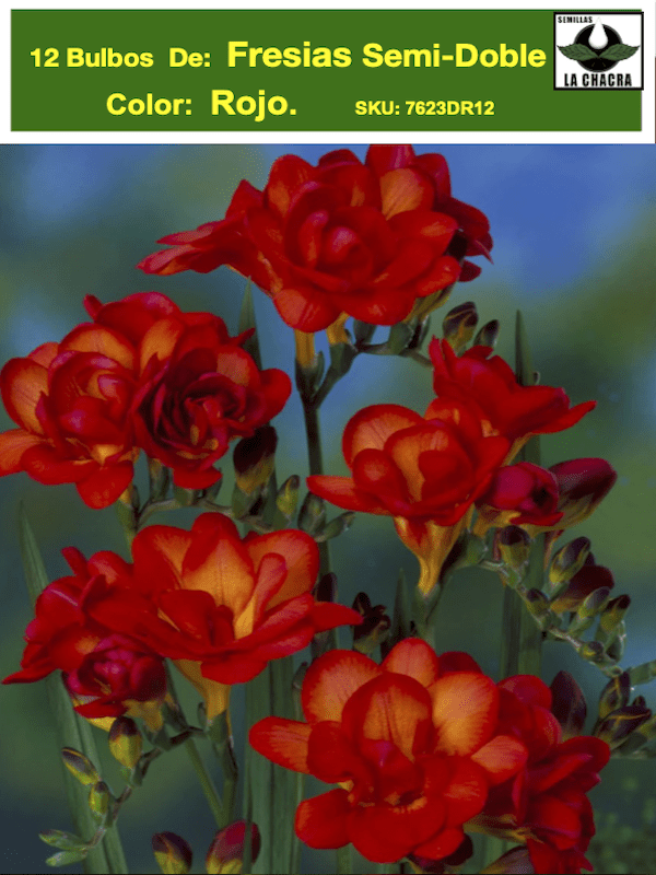 Pack 12 Bulbos Fresias Semi-Dobles  Color: Rojo. Size 5+1