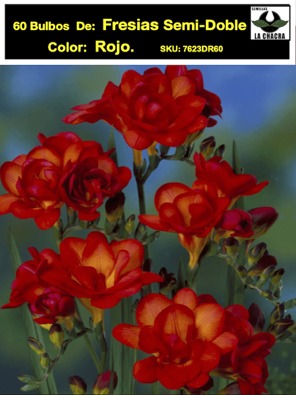 60 Bulbos Fresias Semi-Dobles    Color: Rojo Size: 5+1