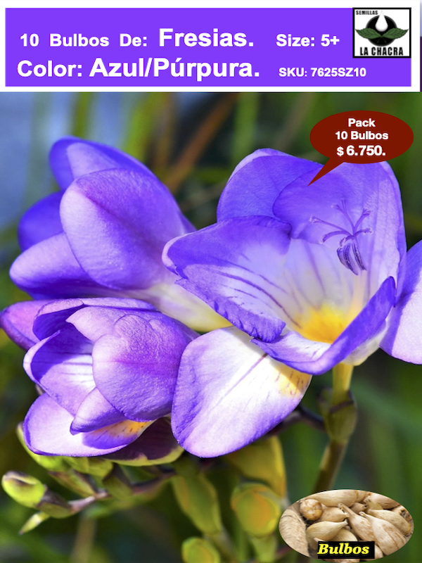 Bulbos Fresias Azul/Púrpura. Pack 10 Unidades.  Size: 5+1