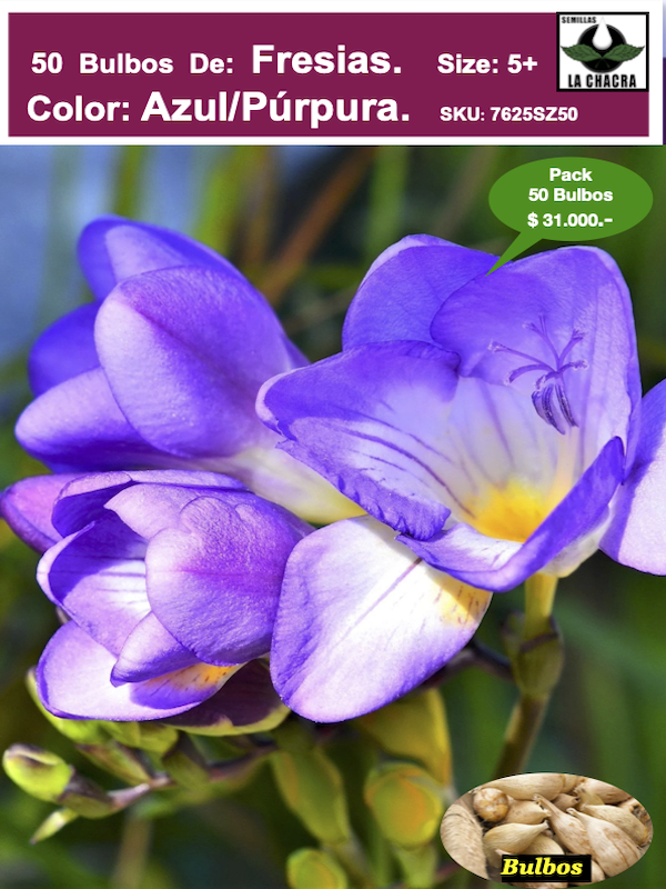 Bulbos Fresias Azul/Púrpura, Pack 50 Unidades SIZE: 5+1