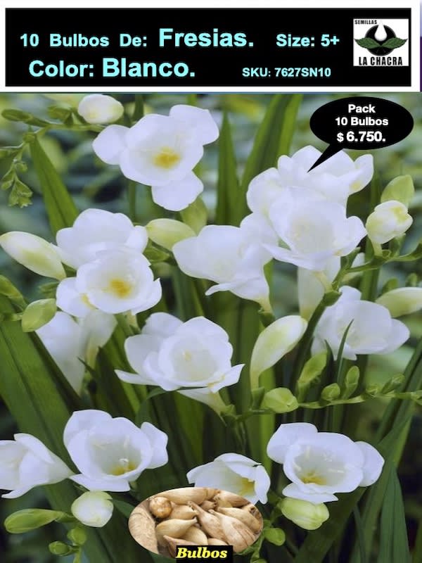 Bulbos Fresias Blancas. Pack 10 Unidades  SIZE: 5+1