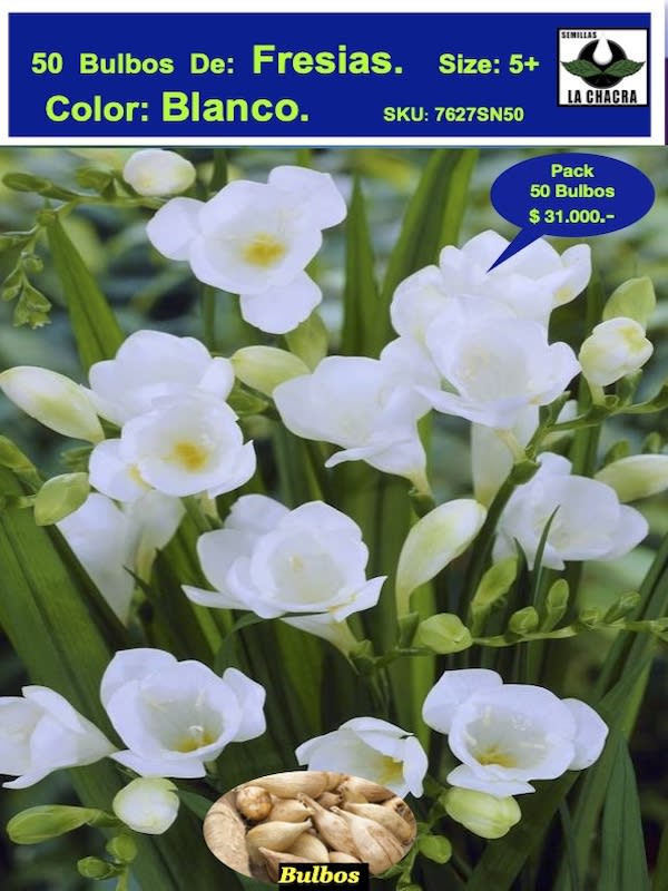 Bulbos Fresias Blancas. Pack 50 Unidades  SIZE: 5+1