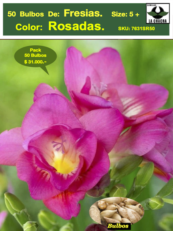 Bulbos Fresias  Rosadas.Pack 50 Unidades SIZE: 5+1