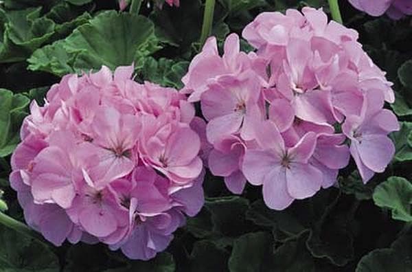 GERANIO Color: Quicksilver3
