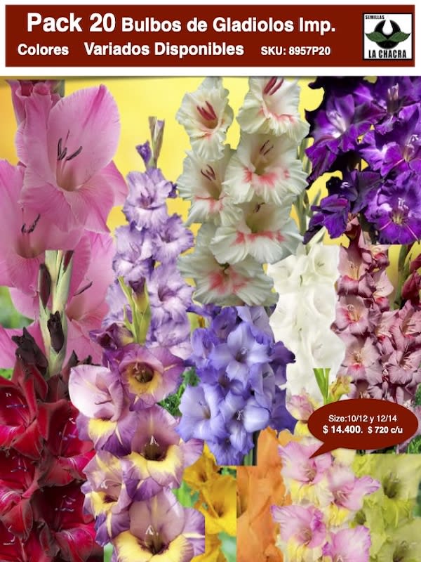 Pack 20 Bulbos de Gladiolos Colores Variados Size. 10/12 y 12/141