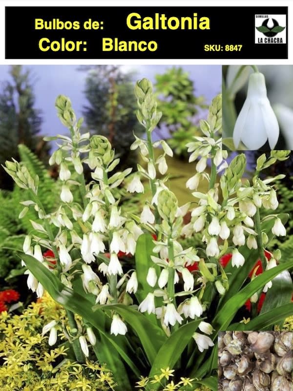 GALTONIA. Color: Blanco1