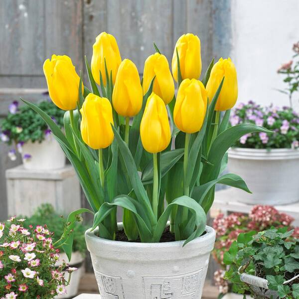 1 Docena de Bulbos Tulipas Color: Amarillo . Calibre 12-143