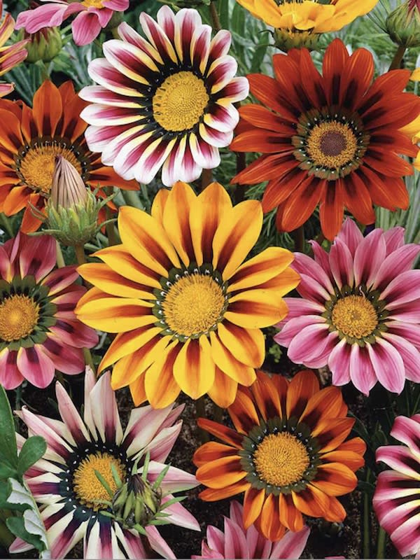 Gazania Sunshine Colores Variados3