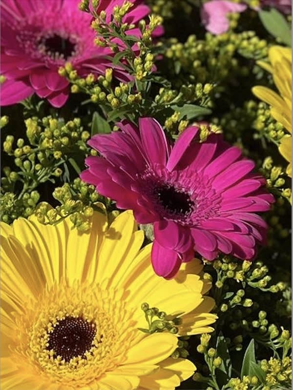 Gerbera Híbrida Colores Variados.2