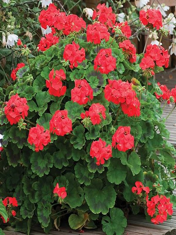 GERANIO. Color Rojo2