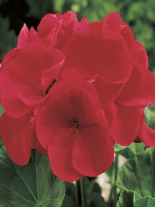 GERANIO. Color Rojo3