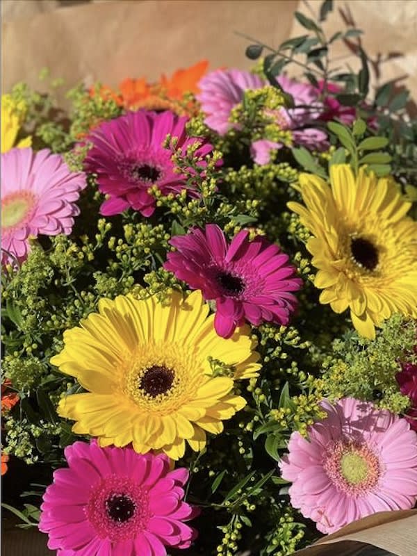 Gerbera Híbrida Colores Variados.5