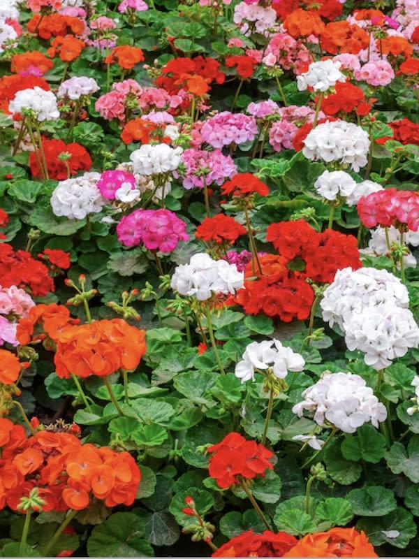 GERANIOS Híbridos Colores Variados3