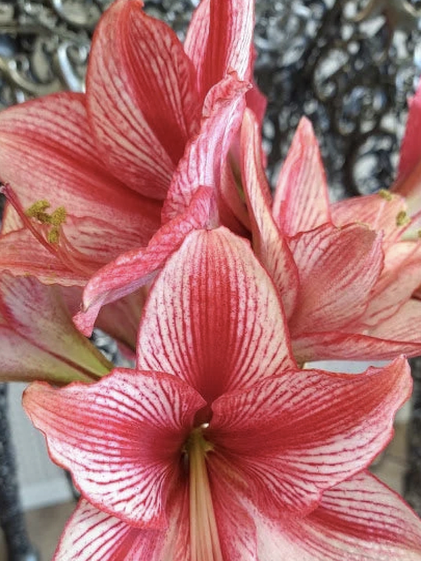 Amaryllis Exclusivos  Color: Rojo/Rosado. Size: 26/282
