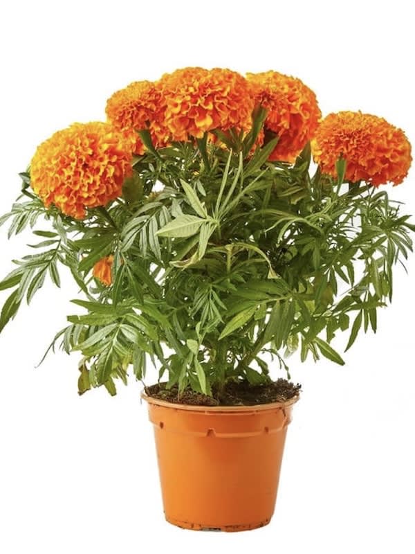 Tagete. Clavel de la India Moro Sobre. 4 Gramos3