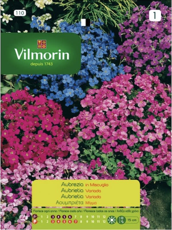 AUBRIETIA Colores Variados1