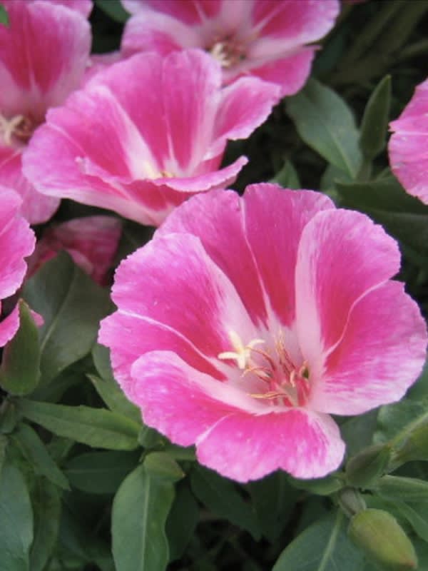 GODECIA Flor de Azalea3