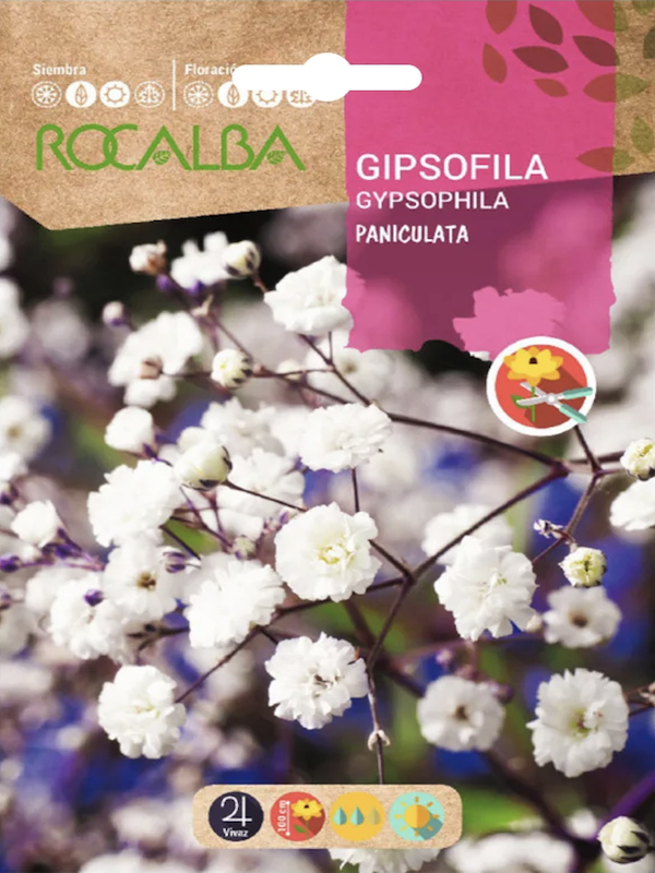 Gipsófila Paniculata Blanca1