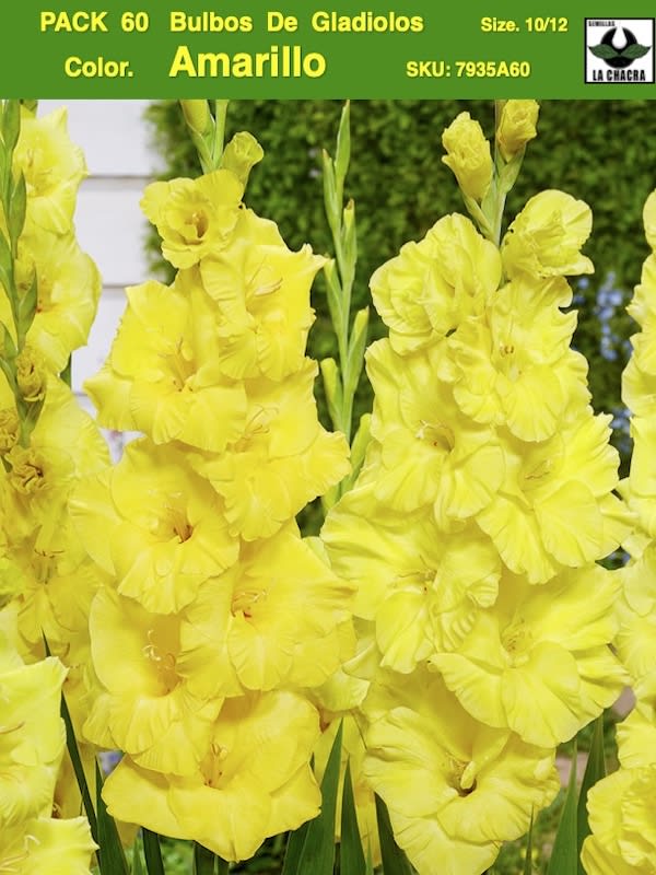 Pack 60 Bulbos de Gladiolos Importados  . Color: Amarillo  Size: 10/121