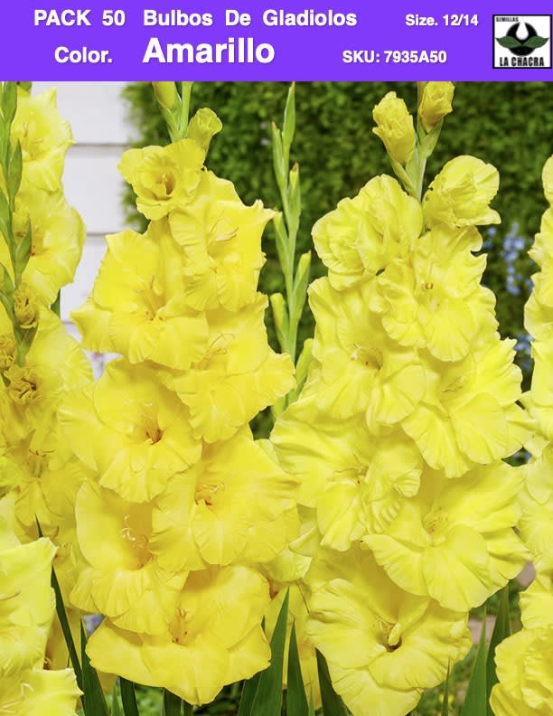 Pack 50 Bulbos de Gladiolos Importados  . Color: Amarillo  Size: 12/141