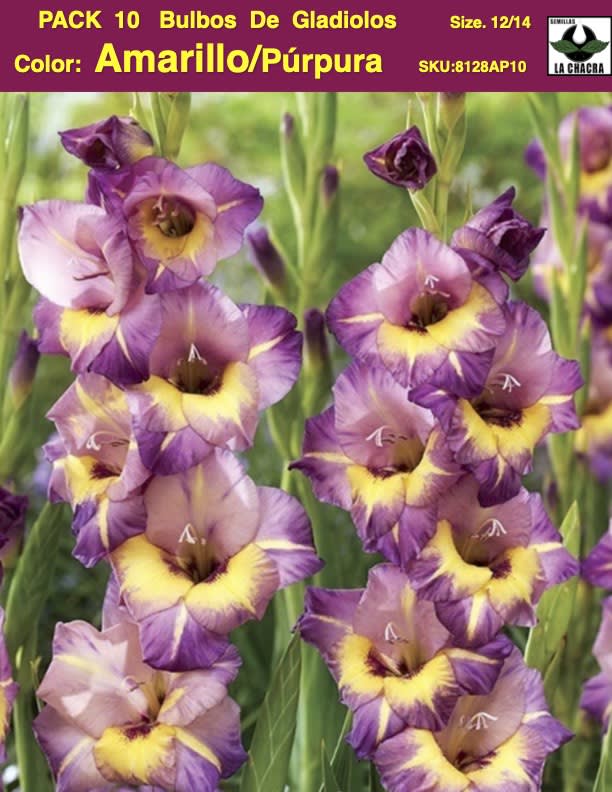 Pack 10 Bulbos de Gladiolos Importados  . Color: Amarillo/Púrpura  Size: 12/141