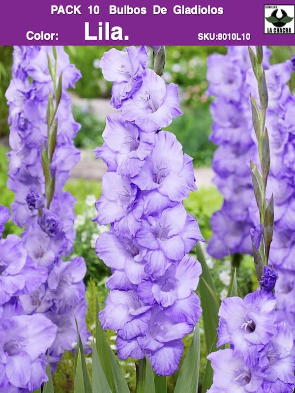 Pack 10 Bulbos de Gladiolos Color: Lila .1