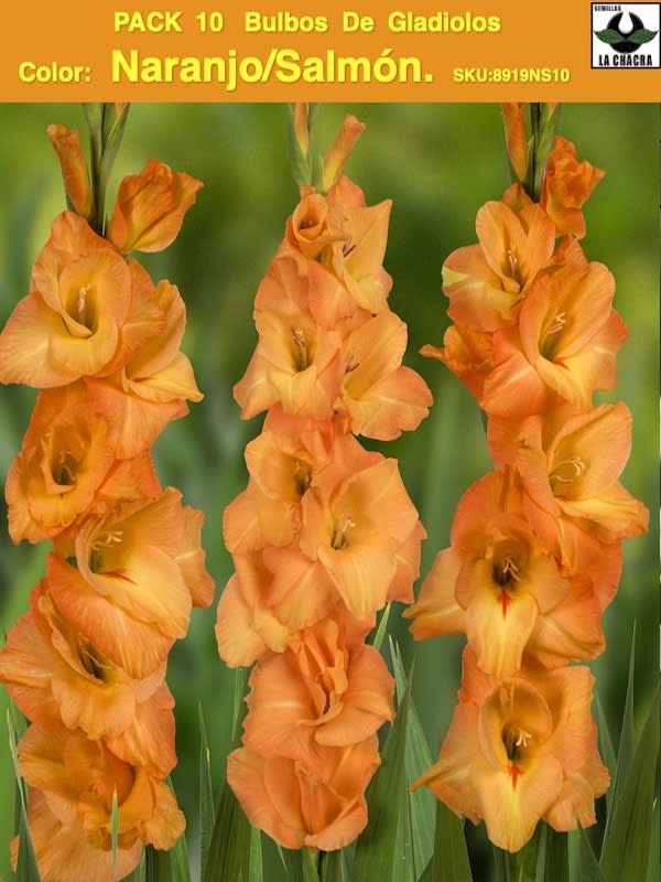 Pack 10 Bulbos de Gladiolos Color: Naranjo/Salmón.   Size: 12/141