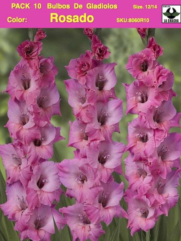Pack 10 Bulbos de Gladiolos Importados  . Color: Rosado Size: 12/141