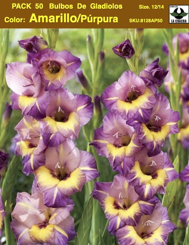 Pack 50 Bulbos de Gladiolos Importados  . Color: Amarillo/Púrpura  Size: 12/141