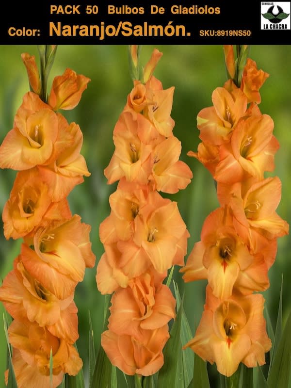 Pack 50 Bulbos de Gladiolos Importados  . Color: Naranjo/Salmón1
