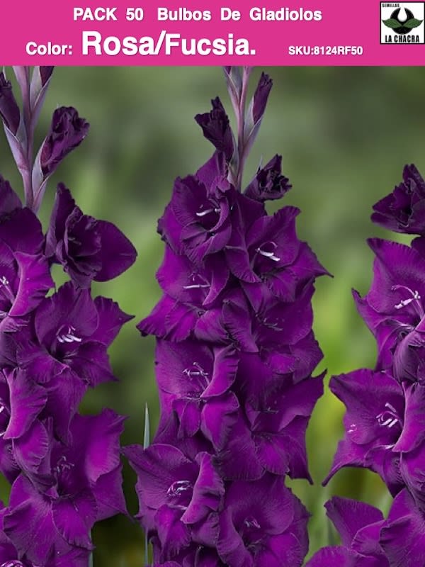 Pack 50 Bulbos de Gladiolos Importados  . Color:Rosa/Fucsia.1
