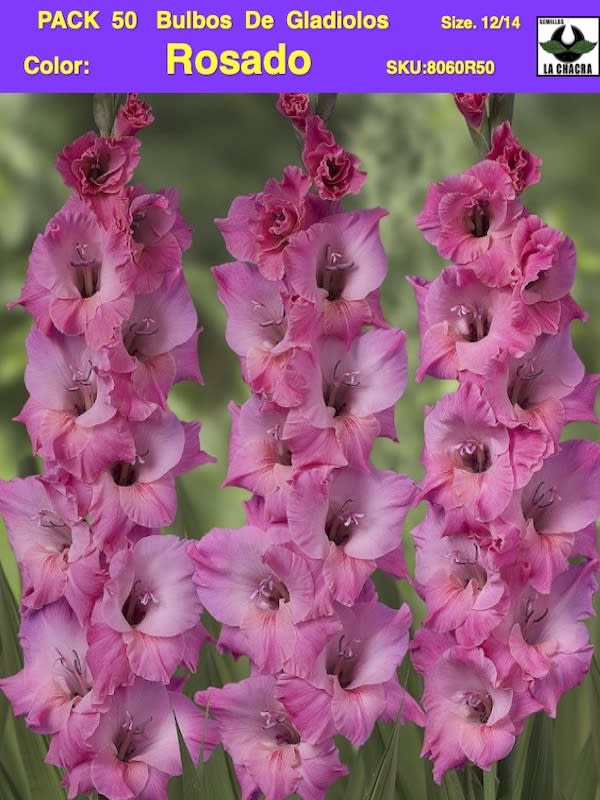 Pack 50 Bulbos de Gladiolos Importados  . Color: Rosado  Size: 12/141
