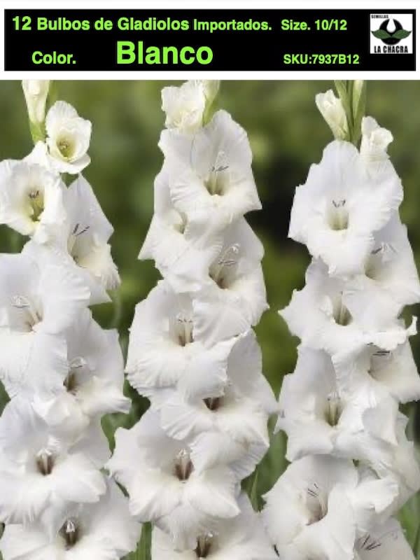 Pack 12 Bulbos de Gladiolos Importados  . Color: Blanco. SIze: 10/121