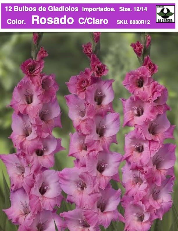 12 Bulbos Gladiolos Importados .Rosado C/Claro. Size: 12/141