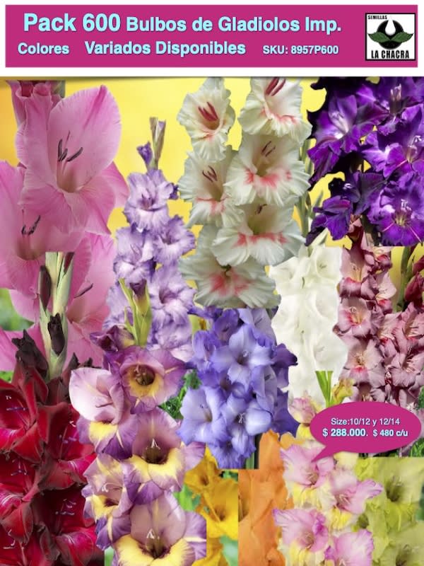 Pack 600 Bulbos de Gladiolos Colores Variados Size. 10/12 y 12/141