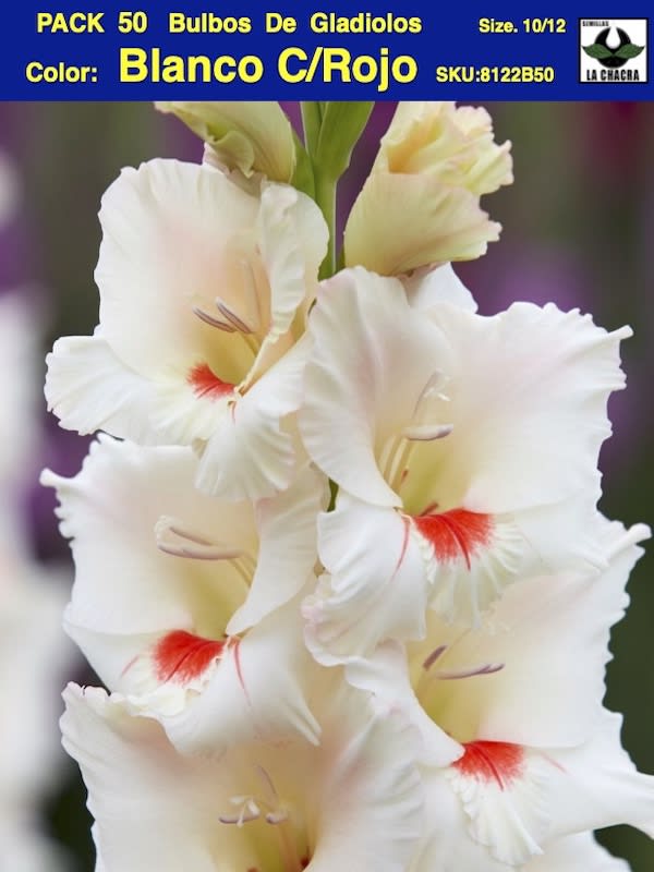 Pack 50 Bulbos de Gladiolos Importados  . Color: Blanco C/Rojo  Size: 12/141