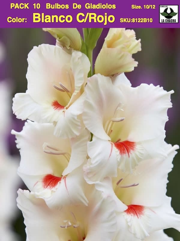 Pack 10 Bulbos de Gladiolos Importados  . Color: Blanco C/Rojo  Size: 12/141