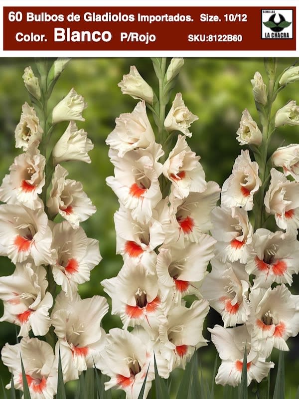 Pack 60 Bulbos de Gladiolos Importados  . Color: Blanco C/Rojo  Size: 10/121