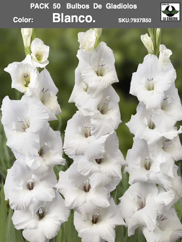 Pack 50 Bulbos de Gladiolos Importados  . Color: Blanco1