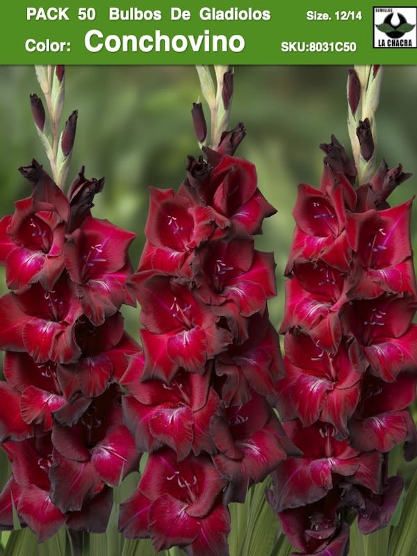 Pack 50 Bulbos de Gladiolos Importados  . Color: Conchovino  Size: 12/141