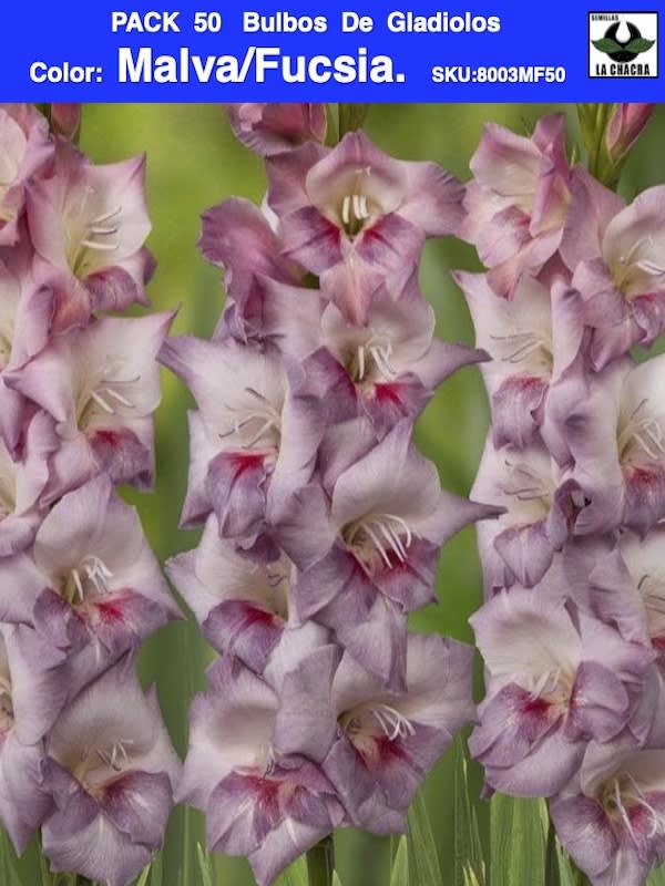 Pack 50 Bulbos de Gladiolos Importados  . Color: Malva/Fucsia.1