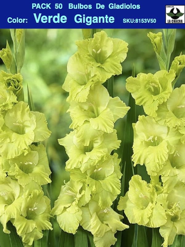 Pack 50 Bulbos de Gladiolos Importados  . Color: Verde Gigante1