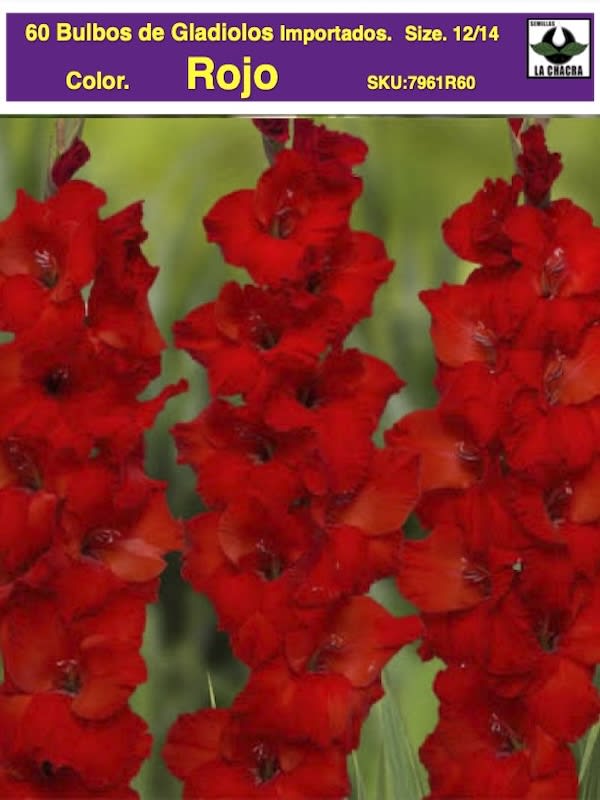 Pack 60 Bulbos de Gladiolos Importados  . Color: Rojo size: 12/141