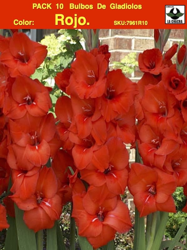 Pack 10 Bulbos Gladiolos Importados. Color. Rojo1