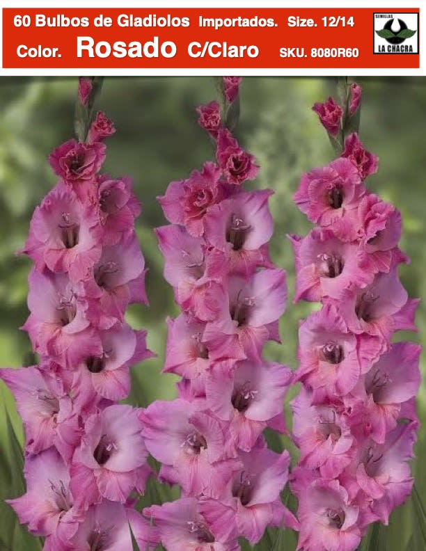 60 Bulbos de Gladiolos Color: Rosado Centro Claro. Size: 12/141