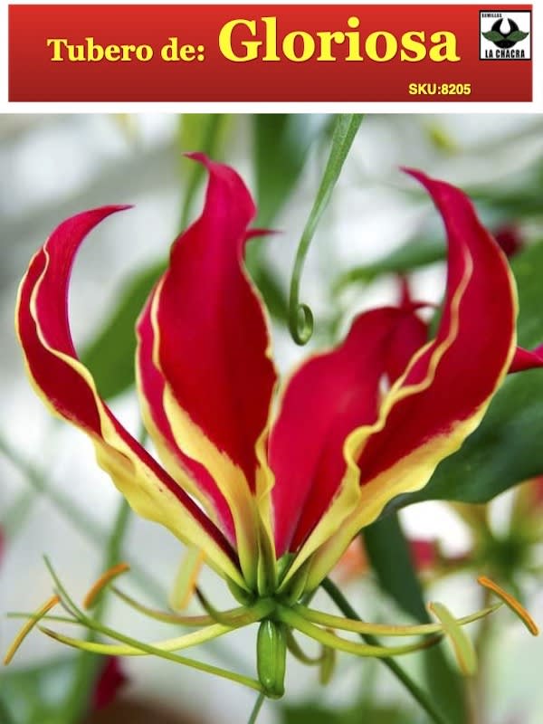 Gloriosa Tubero1