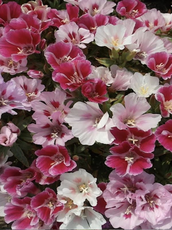 GODECIA Flor de Azalea2