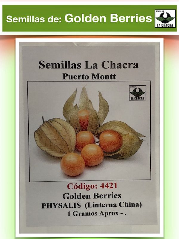 Golden Berries Physalis ( Linterna China )1