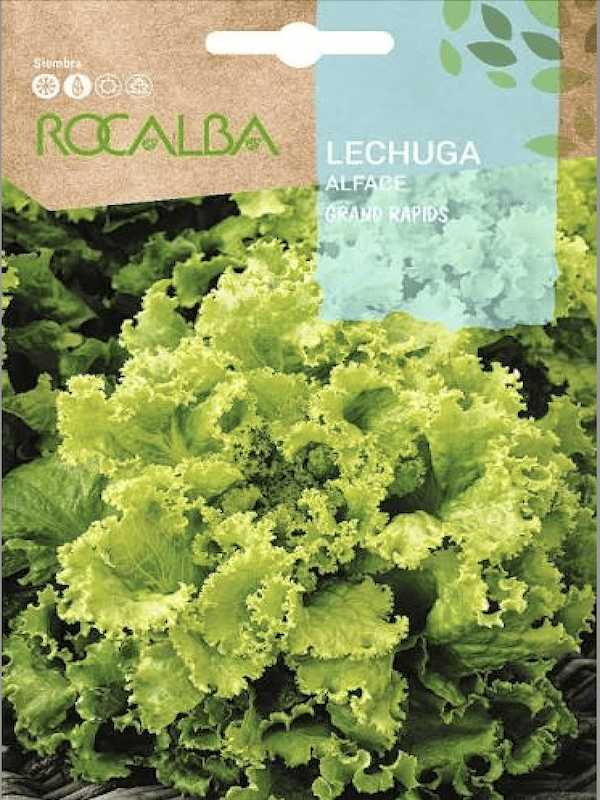 Lechuga Grands-Rapids    6G1